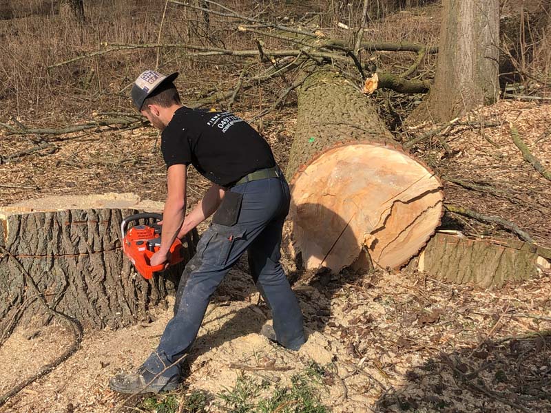 Vellen van bomen te Wortegem Oost-Vlaanderen