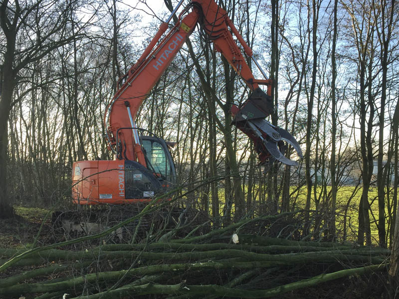 Vellen van bomen te Oost-Vlaanderen